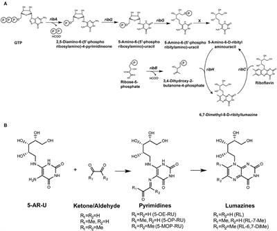 Antigen Recognition by MR1-Reactive T Cells; MAIT Cells, Metabolites, and Remaining Mysteries